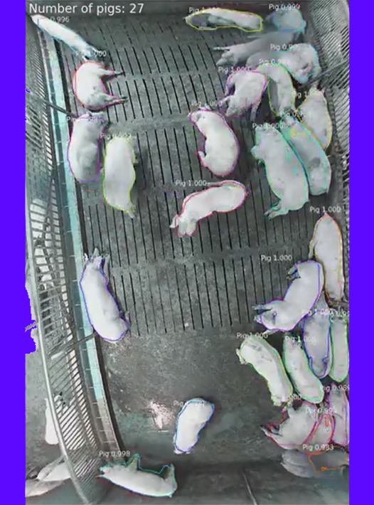 AgroTech - Contador de Cerdos